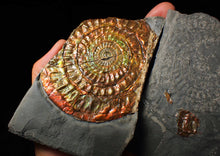 Load image into Gallery viewer, Stunning multi-coloured iridescent split Caloceras display ammonite
