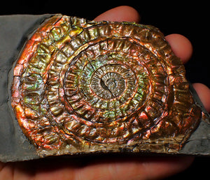 Stunning multi-coloured iridescent split Caloceras display ammonite