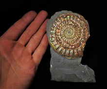 Load image into Gallery viewer, Large rainbow-coloured iridescent Caloceras display ammonite fossil
