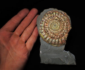Large rainbow-coloured iridescent Caloceras display ammonite fossil