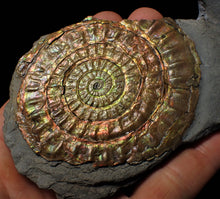 Load image into Gallery viewer, Large rainbow-coloured iridescent Caloceras display ammonite fossil
