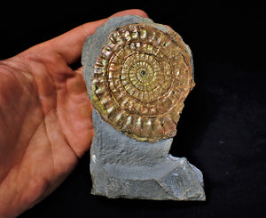 Large rainbow-coloured iridescent Caloceras display ammonite fossil