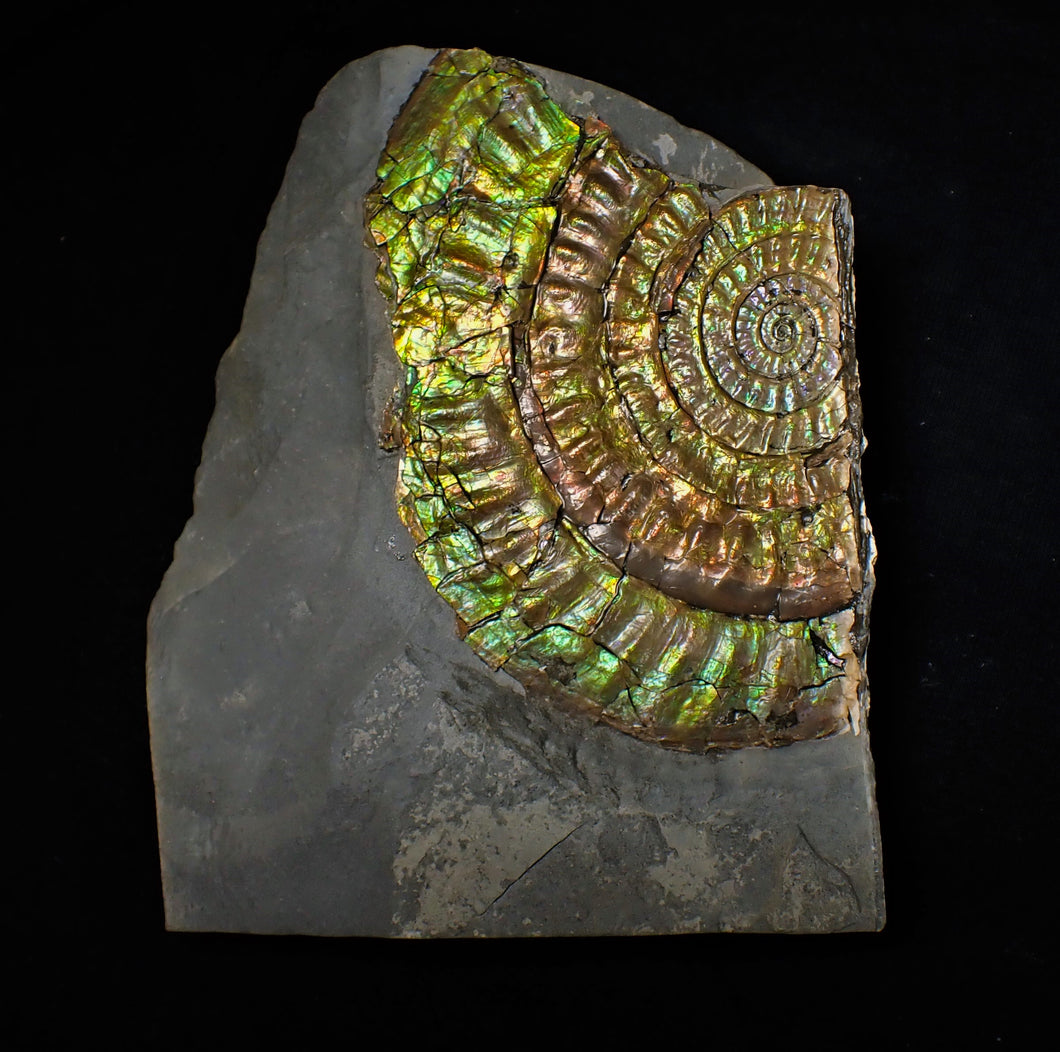 Stunning green multi-coloured iridescent Caloceras display ammonite