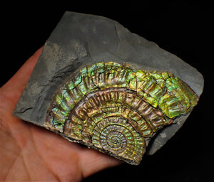 Stunning green multi-coloured iridescent Caloceras display ammonite
