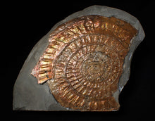 Load image into Gallery viewer, Huge copper iridescent Caloceras display ammonite 150 mm

