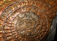Load image into Gallery viewer, Huge copper iridescent Caloceras display ammonite 150 mm
