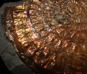 Huge copper iridescent Caloceras display ammonite 150 mm
