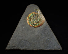 Load image into Gallery viewer, Rainbow-coloured iridescent Caloceras display ammonite fossil
