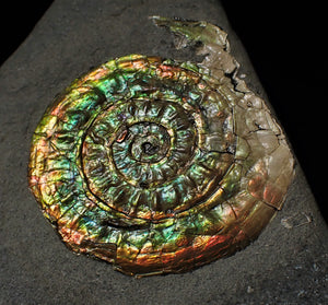 Rainbow-coloured iridescent Caloceras display ammonite fossil