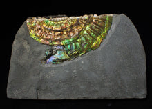 Load image into Gallery viewer, Stunning rainbow green iridescent Caloceras display ammonite
