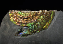 Load image into Gallery viewer, Stunning rainbow green iridescent Caloceras display ammonite
