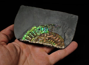 Stunning rainbow green iridescent Caloceras display ammonite