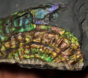 Stunning rainbow green iridescent Caloceras display ammonite