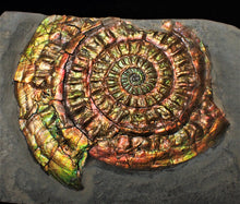 Load image into Gallery viewer, Stunning rainbow-coloured iridescent Caloceras display ammonite
