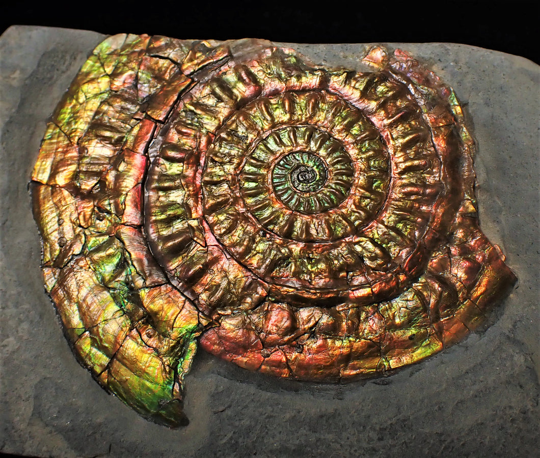 Stunning rainbow-coloured iridescent Caloceras display ammonite
