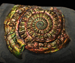 Stunning rainbow-coloured iridescent Caloceras display ammonite