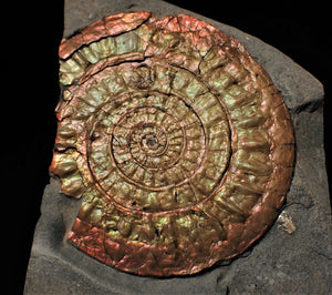 Subtly iridescent Caloceras display ammonite