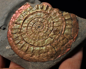 Subtly iridescent Caloceras display ammonite