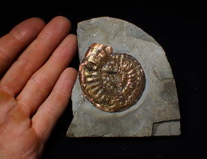 Iridescent Psiloceras ammonite display piece