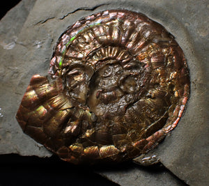 Iridescent Psiloceras ammonite display piece