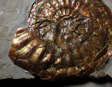 Load image into Gallery viewer, Iridescent Psiloceras ammonite display piece
