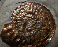 Load image into Gallery viewer, Iridescent Psiloceras ammonite display piece
