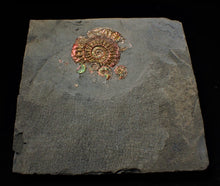 Load image into Gallery viewer, Iridescent multi-Caloceras display ammonite fossil
