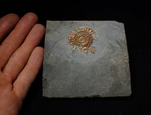Load image into Gallery viewer, Iridescent multi-Caloceras display ammonite fossil
