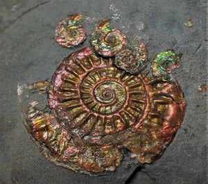 Iridescent multi-Caloceras display ammonite fossil
