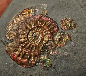 Iridescent multi-Caloceras display ammonite fossil