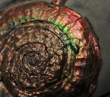 Load image into Gallery viewer, Large rainbow-coloured Iridescent Psiloceras display ammonite fossil
