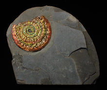 Load image into Gallery viewer, Stunning multi-coloured iridescent Caloceras display ammonite
