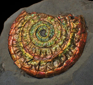 Stunning multi-coloured iridescent Caloceras display ammonite