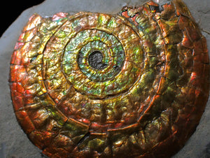Stunning multi-coloured iridescent Caloceras display ammonite