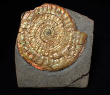 Load image into Gallery viewer, Stunning iridescent Caloceras display ammonite
