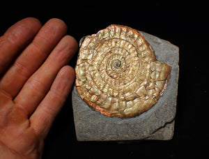 Stunning iridescent Caloceras display ammonite