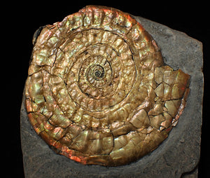 Stunning iridescent Caloceras display ammonite
