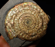 Load image into Gallery viewer, Stunning iridescent Caloceras display ammonite
