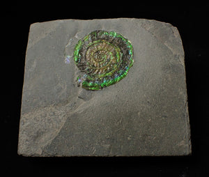 Green iridescent Caloceras display ammonite