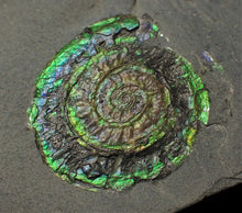 Load image into Gallery viewer, Green iridescent Caloceras display ammonite
