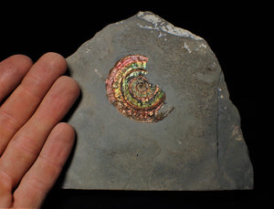 Rainbow-coloured iridescent Psiloceras display ammonite fossil