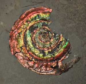Rainbow-coloured iridescent Psiloceras display ammonite fossil