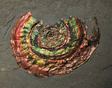 Load image into Gallery viewer, Rainbow-coloured iridescent Psiloceras display ammonite fossil
