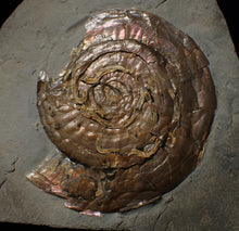 Load image into Gallery viewer, Large Psiloceras ammonite display piece with worm casts (82 mm)
