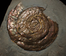 Load image into Gallery viewer, Large Psiloceras ammonite display piece with worm casts (82 mm)
