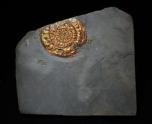 Load image into Gallery viewer, Stunning multi-coloured iridescent Caloceras display ammonite
