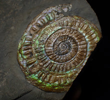 Load image into Gallery viewer, Stunning green multi-coloured iridescent Caloceras display ammonite
