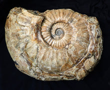 Load image into Gallery viewer, Huge Asteroceras stellare display ammonite fossil (342 mm)
