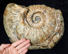 Load image into Gallery viewer, Huge Asteroceras stellare display ammonite fossil (342 mm)
