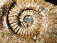 Load image into Gallery viewer, Huge Asteroceras stellare display ammonite fossil (342 mm)
